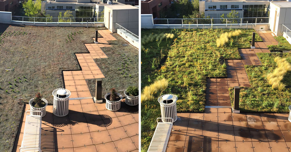 Care & Maintenance | Green Roof Services :: Living Roofs Inc.
